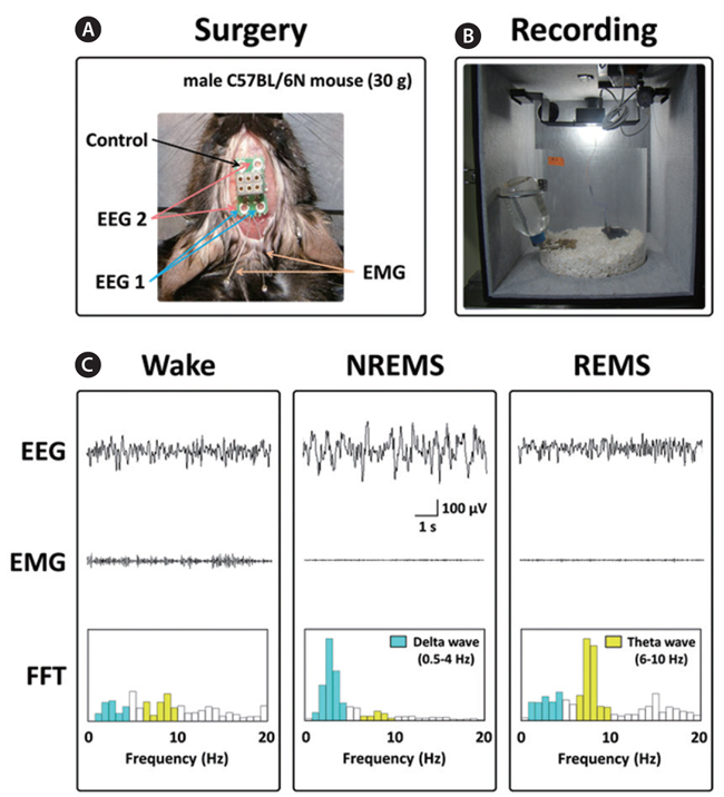 Surgery for EEG and EMG recordings (A). An inside view of the recording chamber (B). Typical EEG, EMG and FFT spectra in mice (C). The EEG and EMG signals and FFT spectra were collected from a vehicle control mouse in this study. EEG, electroencephalogram; EMG, electromyogram; FFT, fast Fourier transform; NREMS, non-rapid eye movement sleep; REMS, rapid eye movement sleep; Wake, wakefulness.