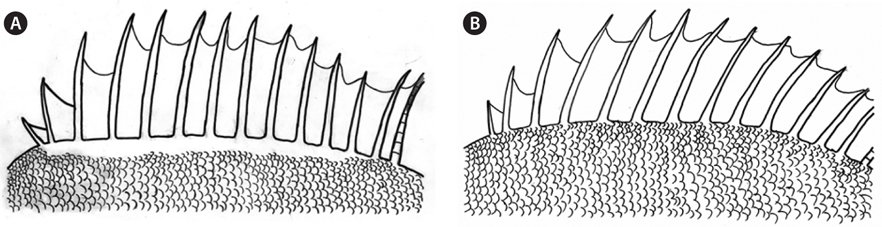Sebastes nudus (A) and Sebastes pachycephalus (B), showing the squamation pattern below the base of the dorsal fin spines.