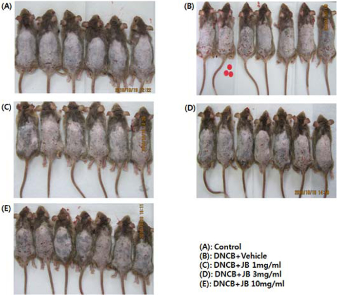 Effect of silkworm feces extracts on DNCB-induced atopic dermatitis NC/Nga mice.