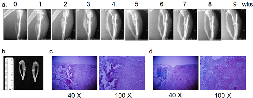 Bone forming activity of a silk 3-D scaffold in the rat tibia diaphysis defect model. a. Weekly post-operation follow up by radiography. A nanofibrous silk scaffold (3050) was implanted into a 3-mm tibia diaphysis defect by intramedullary nailing (φ 0.9 mm). Callus formation and bone formation was monitored by X-ray imaging weekly from the day of operation (wk 0). b. Crus skeleton with implanted silk scaffold extirpated nine wk after surgery. c. H & E staining of a longitudinal section of the silk scaffold in the tibia diaphysis defect. d. Masson trichrome staining of a longitudinal section of the silk scaffold in the tibia diaphysis defect