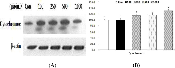 Effect of HSF on cytochrome c release in MCF-7 cells