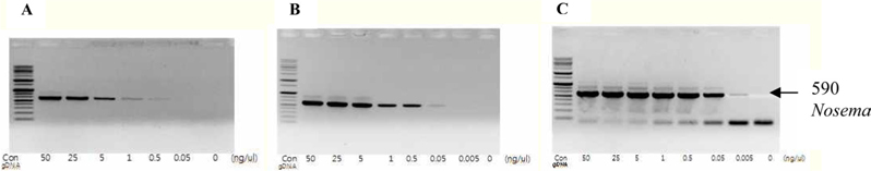 Sensitivity of PCR using Primer pair 1 (A: 20 cycles, B: 30 cycles, C: 35 cycles). To investigate the minimum appropriate concentration of genomic DNA for PCR, we verified with a minimum of 0.005 ng under 35 cycle (C) conditions and confirmed the disease as necessary.
