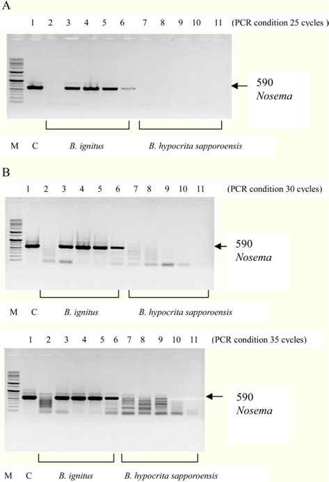 Uncertainty of Nosema bombi diagnosis under PCR conditions using Primer pair 1 (M: Maker, C: N. Bombi control)