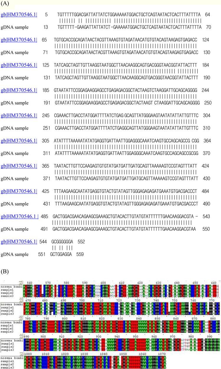 Alignment of DNA sequences of the small subunit ribosomal RNA gene from JNK1. (A) 99% identical with the Nosema bombi small subunit ribosomal RNA gene sequence deposited in the GenBank database (gb|HM370546.1|); (B) Data using ClustalW, BioEdit, alignment of Nosema bombi small subunit ribosomal RNA with sequence of Bombus ignitus genomic DNA from Gangwon Province, Korea.