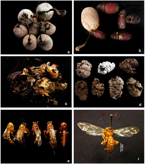 a) emergence hole of Xanthopimpla predator; b) parasitized pupae; c) eaten out pupa by ichneumon larva; d) excreta of ichneumon larva; e) unemerged ichneumon fly; f) adult ichneumon fly.