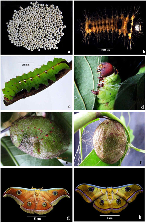 a) seed of A. mylitta; b) 5th instar larva of A. mylitta; c) spinning larva A. mylitta; d) cocoon hammock of A. mylitta; e) newly formed cocoon of A. mylitta; f) hardened cocoon of A. mylitta; g) male moth of A. mylitta; h) female moth of A. mylitta.