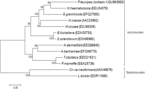 Phylogenetic tree of aligned amino acid sequences of the P. tenuipes Jocheon-1 HSP88 and the other known fungal HSP88 sequences. The accession numbers of the sequences in the GenBank are as follows: P. tenuipes Jocheon-1 (GU983958), N. hamematococca (EEU34379), G. graminicola (EFQ27583), N. crassa (AAC23862), M. oryzae (EDJ96308), B. fuckeliana (EDN30735), S. sclerotiorum (EDN96960), A. dermatitidis (EEQ88845), A. benhamiae (EFQ98775), T. stipitatus (EED21621), P. marneffei (EEA25763), Cn var. neoformans (AAW46676), and L. bicolor (EDR11689).