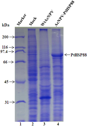 Expression of the P. tenuipes Jocheon-1 HSP88 cDNA in recombinant baculovirus-infected insect Sf9 cells. Lane1, size marker; Lane2, Sf9 cells that were mock-infected; Lane3, Sf9 cells that were infected with wild type AcNPV; and Lane4, Sf9 cells that infected with AcNPV recombined with PtHSP88 cDNA. The total cellular lysates were subjected to 10% SDS-PAGE. The proteins on each lane were stained with Coomassie Brilliant Blue R250.