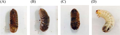 Diseased and normal larvae of Protaetia brevitarsis seulensis (Kolbe) from Gyeong-gi Province, Korea (A, B, C: bacteria infected larvae, D: normal larva).