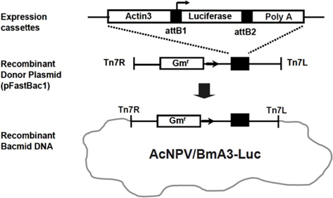 Construction of AcNPV/BmA3-Luc bacmid using the Bac-to-Bac baculovirus expression system.