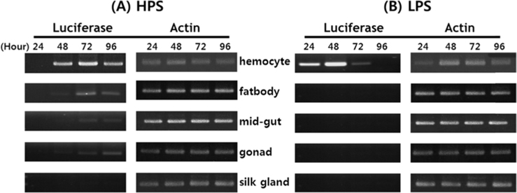 Expression profile of luciferase gene monitored at tissues of AcNPV/BmA3-Luc infected (A) HSP (high-permissive strain), (B) LSP (low-permissive strain) larvae by RT-PCR. Total RNA extracted at the indicated times of post infection (shown on the upper) from tissues. B. mori cytoplasmic actin3 was used as a control.