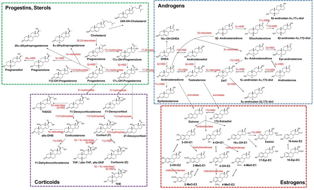Steroid hormone metabolic pathways in humans. The arrows mark the conversions of substrates to products by the enzymes shown in red. Data are from reference #15.