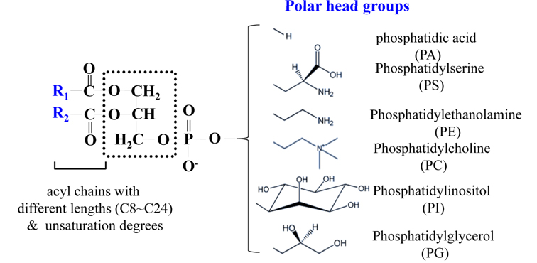 Molecular structure of phospholipids with six different polar head groups.