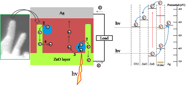 Left: path (1): generation of electron-hole pairs by absorbing the incident light, path (2): electrons transfer to ZnO layer, path (3): holes transfer to P3HT/PCBM layer, and path (4): recombination path in system. Right: energy levels and charge transport mechanism in system.