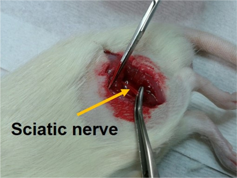 Left sciatic nerve was dissected by surgical procedure to make a rat model for sarcopenia.
