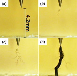 Electrical treeing morphology of the DGEBA/PG system, tested in the constant electric field of 10 kV/4.2 mm (60 Hz), at 30℃, for (a) 300 min, (b) 1,650 min, (c) 3,650 min, and (d) 3,996 min.