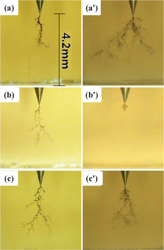 Electrical treeing morphology of various epoxy systems, with and without nanosilicate, tested in the constant electric field of 10 kV/4.2 mm (60 Hz), at 30℃: (a) 3,550 min (DGEBA), (a') 3,550 mm (DGEBA/nanosilicate), (b) 3,650 min (DBEBA/PG), (b') 4,050 min (DBEBA/PG/nanosilicate), (c) 3,550 mm (DGEBA/BDGE), and (c') 3,550 min (DGEBA/BDGE/nanosilicate).