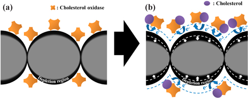 Schematic of sensing mechanism for our cholesterol sensors designed in this study. (a) A channel of the ChOx-ZnO NP film and (b) extended the depletion regions after the cholesterol solution is added to the ChOx-ZnO NP film channel.