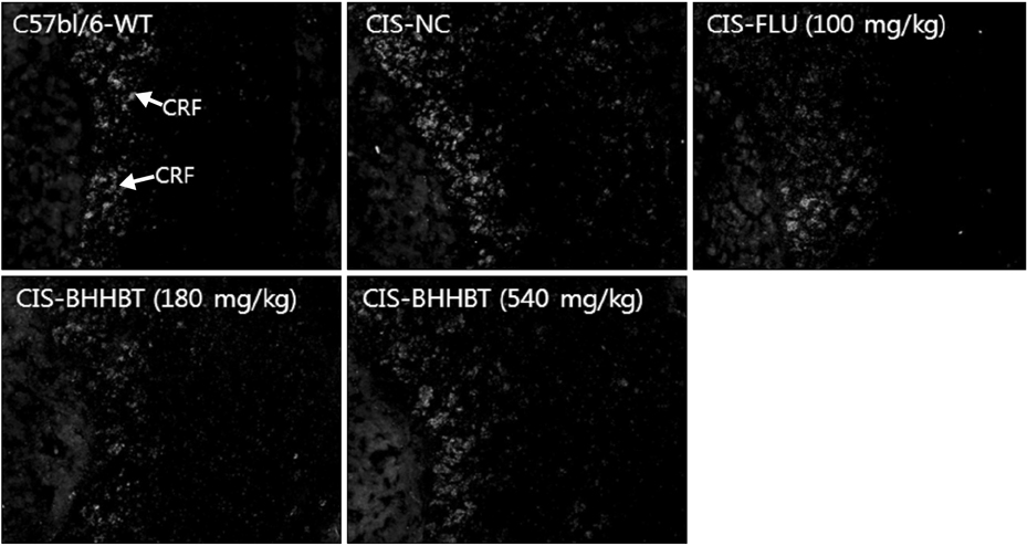 Immunohistochemistry analysis of CRF protein tissue in the hippocampus of CIS-mice. Immunohistochemical staining for CRF protein was performed on brain tissue sections. The panels are representative photomicrographs of each of these risk at contrast fluorescence-microscope (Nikon, ×200).