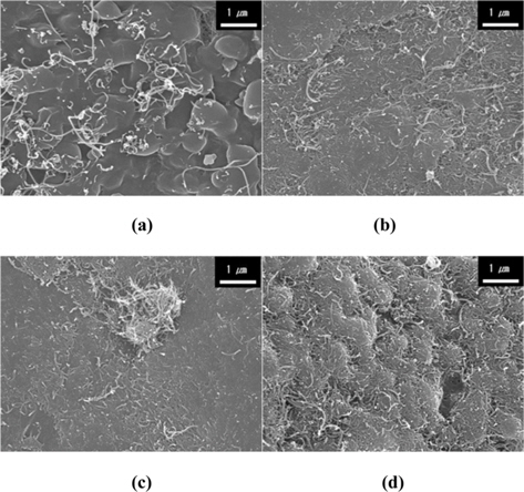 Scanning electron microscopy images of the multi-walled carbon nanotube (MWCNT)-polypropylene (PP) particles: (a) conventional dry mixing, (b) MWCNT-mechanofused-PP (2 wt%), (c) MWCNT-mechanofused- PP (5 wt%), (d) MWCNT-mechanofused-PP (15 wt%).