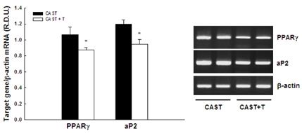 수컷 CAST 마우스의 백색지방조직에서 testosterone 에 의한 PPARγ와 aP2 유전자 발현의 조절