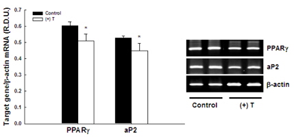 분화된 3T3-L1 세포에서 testosterone에 의한 PPARγ 와 aP2 유전자 발현의 조절