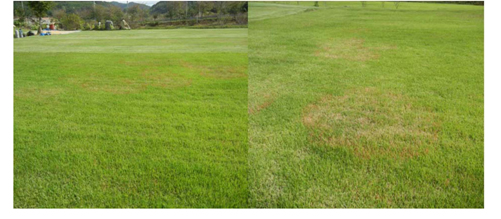 Occurrence of large patch caused by Rhizoctonia solani on Zoysiagrass (Zoysia japonica Steud.) on October in Jinju region 1.