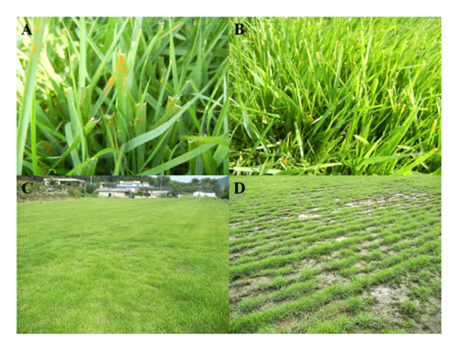 Occurrence of rust on Zoysiagrass (Zoysia japonica Steud.) on september in Jinju region. A: Typical symptom of rust on leaves, B: close-up view, C: Epidemic occurrence of the rust, D: poor drainage at the farm after precipitation in July.