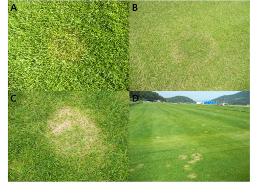 Occurrence of brown patch (Rhizoctonia solani AG-1 1B) on Kentucky bluegrass (Poa pratensis L.) in Namhea region. A: July, B: August, C: September, D: October.