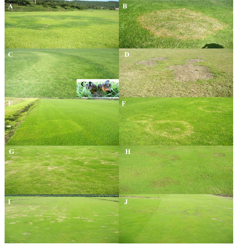 Occurrence of the variable disease on turfgrass (Zoysiagrass, A~C and Kentucky bluegrass D~J) on a national scale investigation on September. Fairy ring (A) and large patch (Rhizoctonia solani) (B) occurred in Daepyeong-myeon, fairy ring and causing basidiomycetes (C & C-1) and take-all patch (Gaeumannomyces graminis) (D) occurred in Gochang-si, brown patch (R. solani) (E) occurred in Cheongju-si, brown patch (R. solani) (F), leaf blast (Pyricularia grisea) (G), summer patch (Magnaporthe poae) (H), Curvularia leaf spot (Curvularia sp.) (I) and complex damaged by Curvularia and algae (J) occurred in Pyeongtaek-si.