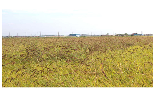 Monitoring of herbicide resistant barnyardgrass biotypes infested in the rice fields in Kimjae, Korea in 2012.