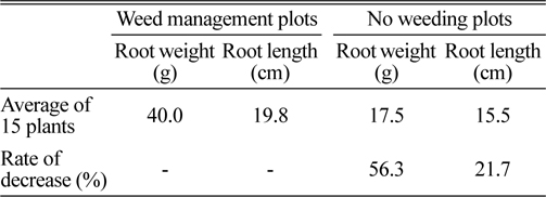 Comparison of Ligulari fischeri’s root weight and root length between weed management plots and no weeding plots.