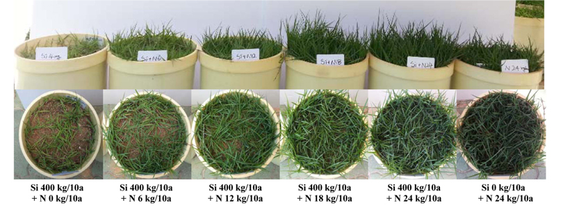 Effect of mixed silicate and nitrogen fertilizer application on the growth of zoysiagrass. Silicate fertilizer was applied at 0 and 400 kg /10a. Nitrogen was applied at 0, 6, 12, 18 and 24 kg/10a, respectively. Data investigated at growth after 175 days.
