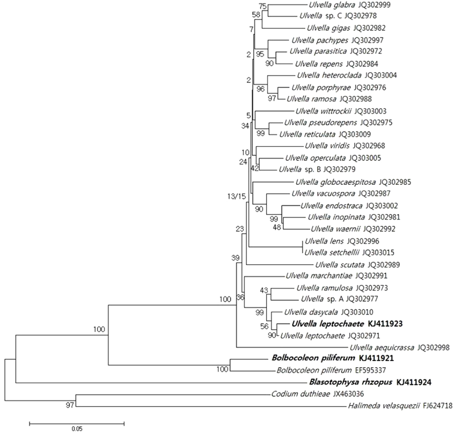 Phylogenetic relationships within the endophytic species. The tree was obtained with a neighbor-joining analysis of a tufA dataset, using Codium duthieae and Halimeda velasquezii as an outgroups. Taxa for which new sequences were obtained in this study are highlighted in bold; numbers at nodes indicate bootstrap values.