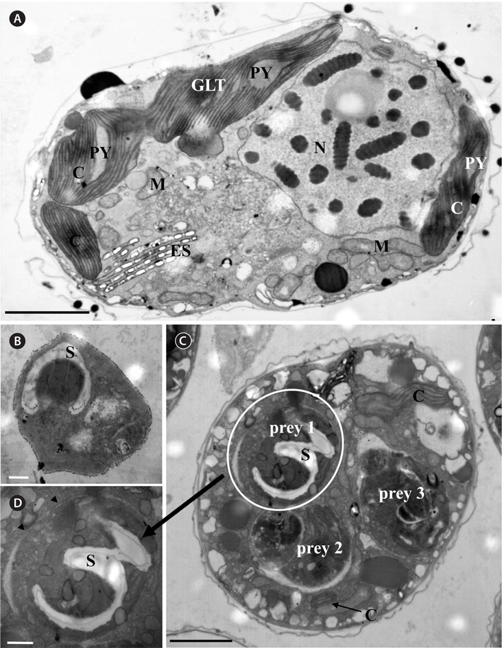 Transmission electron micrographs (TEM) of Ansanella granifera and Pyramimonas sp. (A) A unfed A. granifera cell showing its chloroplasts (C), eyespot (ES), grana-like thylakoids (GLT), nucleus (N), mitochondria (M), and pyrenoid (PY). (B) Unfed Pyramimonas sp. cells showing starch (S). (C) An A. granifera cell with 3 ingested Pyramimonas sp. cells. (D) Enlarged image of Fig. 2C showing an ingested prey cell having starch (S) inside the food vacuole, arrowheads: food vacuole. Scale bars represent: A & C, 2 μm; B & D, 0.5 μm.