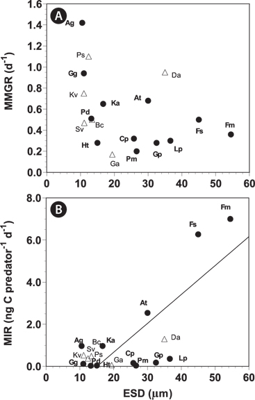 The maximum mixotrophic growth (MMGR) (A) and ingestion rates (MIR) (B) of mixotrophic dinoflagellates feeding on optimal prey species by engulfment (close circles) and peduncle (open triangles) as a function of the size (equivalent spherical diameters [ESD, ℃m]) of the predator (see Table 3). The equation of the regression was MIR (ng C predator-1 d-1) = 0.1197 × (ESD of predator) - 1.592, r2 = 0.579 for all mixotrophs (n = 18, p < 0.01); MIR (ng C predator-1 d-1) = 0.1371 × (ESD of predator) - 2.07, r2 = 0.604 for engulfment feeders (n = 16, p < 0.01). MIR of the peduncle feeders and MMGR were not significantly correlated with ESD of predators (p > 0.1). Ag, Ansanella granifera; At, Amylax triacantha; Bc, Biecheleria cincta; Cp, Cochlodinium polykrikoides; Da, Dinophysis acuminata; Fm, Fragilidium cf. mexicanum; Fs, Fragilidium subglobosum; Ga, Gymnodinium aureolum; Gg, Gyrodinium galatheanum; Gp, Gonyaulax polygramma; Ht, Heterocapsa triquetra; Ka, Karlodinium armiger; Kv, Karlodinium veneficum; Lp, Lingulodinium polyedrum; Pd, Prorocentrum donghaiense; Pm, Prorocentrum micans; Ps, Paragymnodinium shiwhaense; Sv, Symbiodinium voratum.