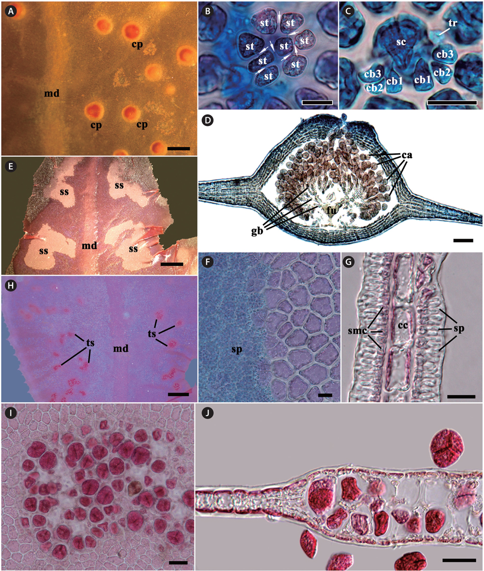 Erythroglossum hyacinthinum J. C. Kang and M. S. Kim sp. nov. (A) Cystocarps (cp) scattered on the monostromatic lamellae between midrib (md) and blade margin. (B & C) Procarp composed of a supporting cell (sc), two groups of four-celled carpogonial branches (cb) with a trichogyne (tr), and a group of sterile cells (st), which are connected by pit-connections (arrows). (D) A mature cystocarp composed of a large branched fusion cell (fu), short-chained carposporangia (ca) on the terminal of gonimoblast filaments (gb), several cells layer pericarp, and an prominent ostiole on apical portion. (E) Spermatangial sori (ss) produced between midrib (md) and the blade margin. (F) Surface view of spermatangial sorus showing numerous spermatangia (sp). (G) Cross-section view of spermatangial sorus showing spermatangia (sp) produced by spermatangial mother cells (smc), which occur on opposite sides of central cells (cc). (H) Tetrasporangial sori (ts) produced between midrib (md) and blade margin. (I) Surface view of tetrasporangial sorus. (J) Cross-section view of tetrasporangial sorus showing two layers of tetrasporangia. Scale bars represent: A & H, 1,000 μm; B, C, F & G, 20 μm; D, 100 μm; E, 500 μm; I & J, 50 μm.