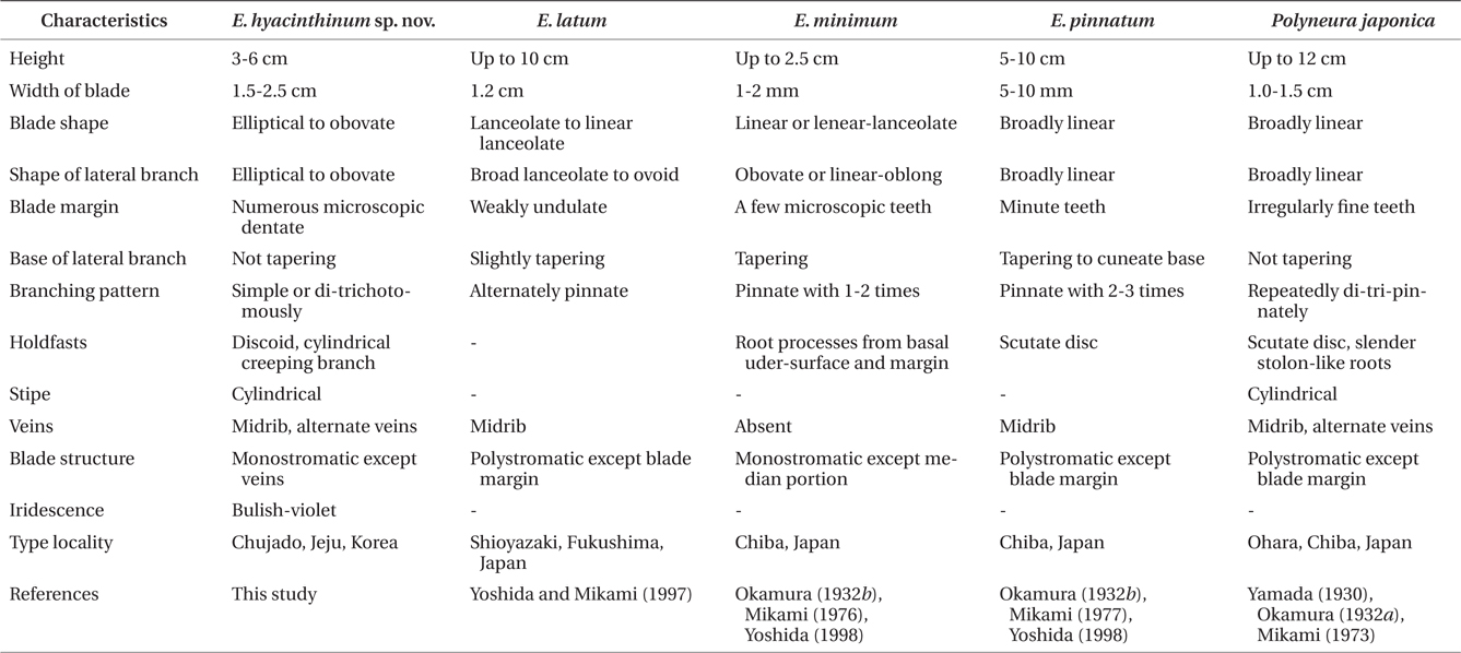 Comparison of distinguishing morphological characters among Erythroglossum hyacinthinum sp. nov. and putative relatives