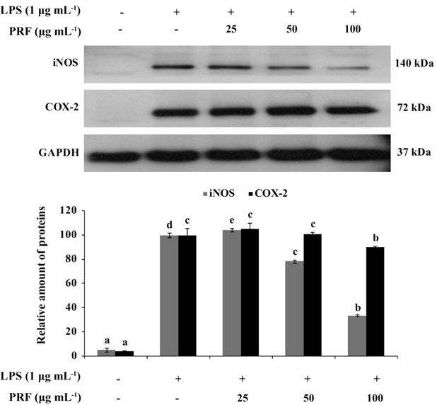 Inducible nitric oxide synthase (iNOS) and cyclooxygenase-2 (COX-2) protein expression by polyphenol-rich fraction (PRF) in RAW264.7 cells. Cells (1 × 105 cells mL-1) were pre-incubated for 16 h, and the cells were stimulated with lipopolysaccharide (LPS; 1 μg mL-1) in the presence of PRF (25, 50, and 100 μg mL-1) for 24 h. iNOS and COX-2 protein level were determined using a western blot analysis. Equal protein loading was confirmed by glyceraldehyde 3-phosphate dehydrogenase (GAPDH) expression. Experiments were performed in triplicate and the data are expressed as the mean ± standard error. a-eValues with different alphabets are significantly different p < 0.05 as analyzed by Duncan’s multiple range test.