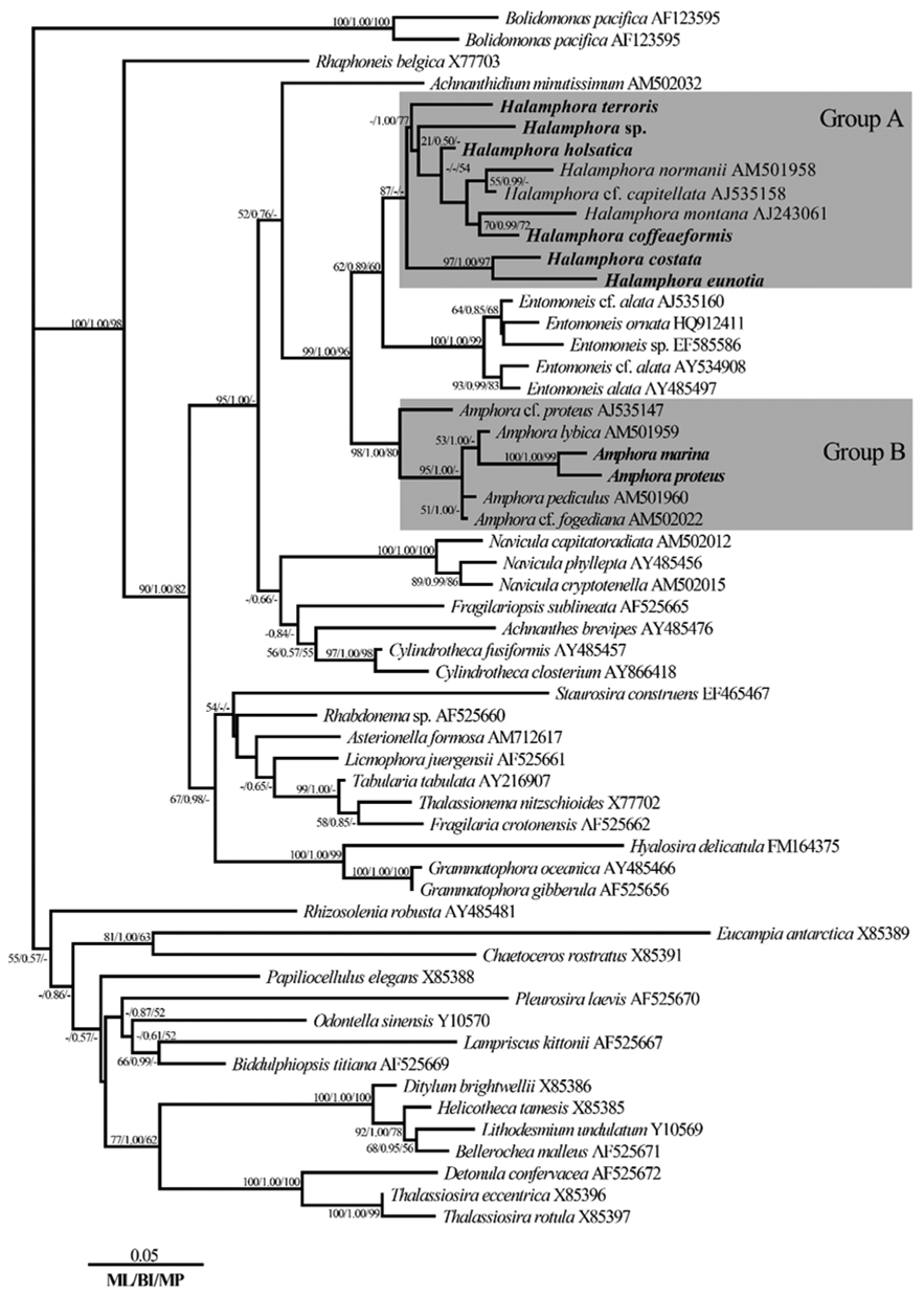 Maximum likehood (ML) phylogenetic tree based on the partially complete nuclear small subunit rDNA sequences showing the relationships of eight Amphora sensu lato species (in bold) and other diatoms. The phylogeny is rooted with Bolidomonas mediterranea and Bolidomonas pacifica. Bootstrap tests involving 1,000 resamplings were performed and bootstrap values greater than 50% are given in front of the relevant nodes for ML and maximum parsimony (MP) analyses. Bayesian posterior probabilities were more than 0.5 using Bayesian analysis. BI, Bayesian inference.
