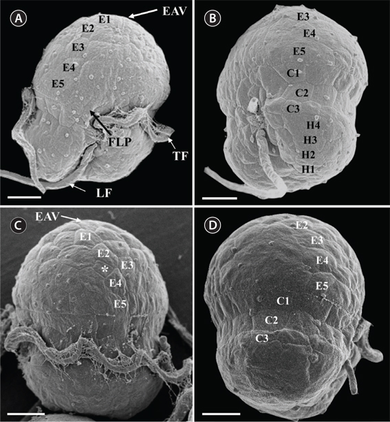 Micrographs of Ansanella granifera AGSW10 gen. et sp. nov. taken by scanning electron microscopy. (A) Ventral view of the cell showing five rows (E1-E5) of amphiesmal vesicles (AVs) in the episome, and the elongated apical vesicle (EAV). (B) Left side view of the cell showing three rows (E3-E5) of AVs on the episome, three rows (C1-C3) in the cingulum, and four rows (H1-H4) on the hyposome. (C) Dorsal view of A. granifera showing five AV rows (E1-E5) including a small vesicle (asterisk). (D) Right-side view. FLP, finger-like protrusion; LF, longitudinal flagellum; TF, transverse flagellum. Scale bars represent: A-D, 2 μm.