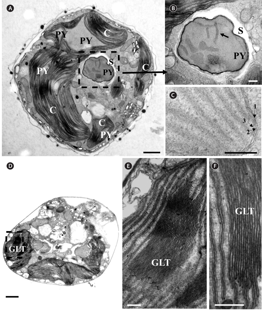 Micrographs of Ansanella granifera AGSW10 gen. et sp. nov. take by transmission electron microscopy. (A) The stalked pyrenoid (PY) (dashed box) is surrounded by a starch sheath (S). (B) Same figure enlarged, showing the stalked PY, S, and thylakoids (arrow). (C) The chloroplasts are bounded by three membranes (arrows); each lamella possesses three thylakoids. (D-F) Chloroplast lobe, showing the grana-like thylakoids (GLT, dashed box) and thylakoids mostly in triplets. C, chloroplasts. Scale bars represent: A & D, 1 μm; B, C, E & F, 0.2 μm.