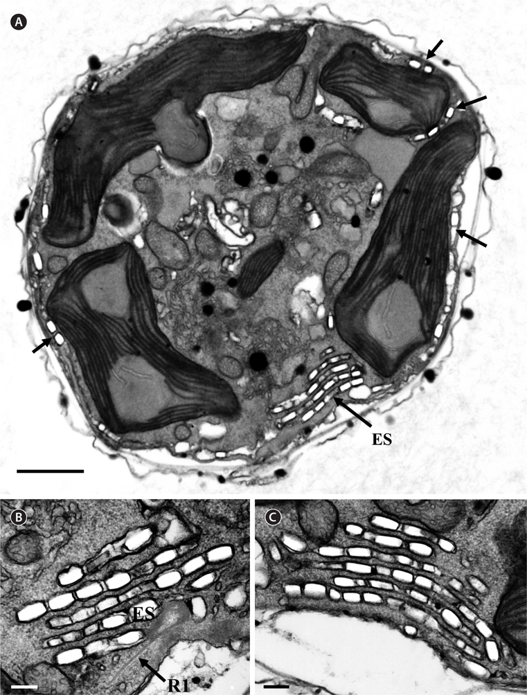 Micrographs of Ansanella granifera AGSW10 gen. et sp. nov. take by transmission electron microscopy. (A) Transverse section through the cell showing the eyespot (ES) in the gap between the chloroplasts. (B) Transverse section of a cell showing the eyespot vesicles (ES) containing crystalline bricks and the R1 flagellar root. (C) The ES consists of seven layers of brick-containing cisternae. Scale bars represent: A, 1 μm; B & C, 0.2 μm.
