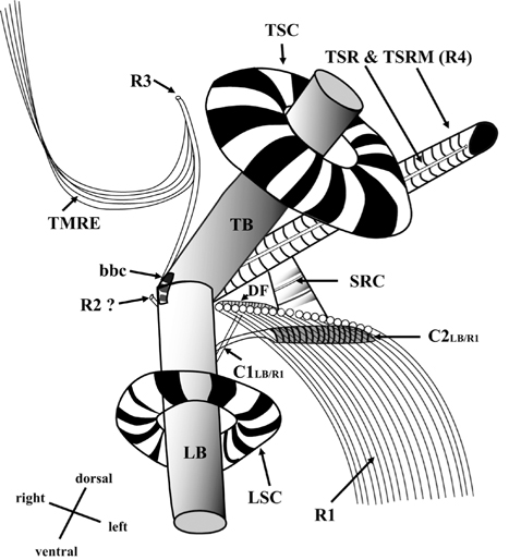 Diagrammatic reconstruction of the flagellar apparatus of Ansanella granifera AGSW10 gen. et sp. nov., based mainly on transverse serial sections (70-nm-thick sections). LB, longitudinal basal body; TB, transverse basal body; LSC, longitudinal striated collar; TSC, transverse striated collar; R1, root 1, longitudinal microtubular root; R2, root 2, single-stranded microtubular root; R3, root 3, transverse microtubular root; R4, root 4, transverse striated root (TSR) + transverse striated root microtubule (TSRM); SRC, striated root connective; C1LB/R1, connective 1 linking LB and R1; C2LB/R1, connective 2 linking LB and R1; bbc, basal body connective; TMRE, transverse microtubular root extension; DF, dorsal fiber.