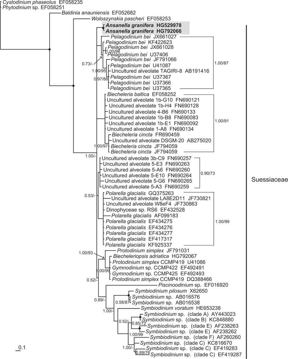 Consensus Bayesian tree of the order Suessiales based on 1,534 aligned positions of nuclear small subunit rDNA. Cystodinium phaseolus and Phytodinium sp. comprised the outgroup. The parameters were as follows: assumed equal nucleotide frequency; substitution rate matrix with A-C substitutions = 0.0750, A-G substitutions = 0.2798, A-T substitutions = 0.0934, C-G substitutions = 0.0403, C-T substitutions = 0.4600, and G-T substitutions = 0.0515; proportion of sites assumed to be invariable = 0.5026; and rates for variable sites assumed to follow a gamma distribution with shape parameter = 0.0929. The branch lengths are proportional to the amount of character change. The numbers above the branches indicate the Bayesian posterior probability (left) and maximum-likelihood bootstrap values (right). A filled black circle is used to indicate the highest possible support value for the two phylogenetic methods applied. Posterior probabilities ≥0.5 are shown.