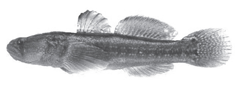 Photograph of Tridentiger bifasciatus.