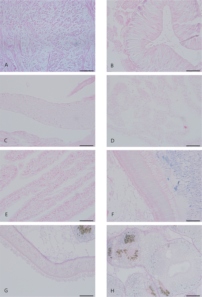 Histological observation of other organs with muscle degenerative abalone Haliotis discus hannai. A, Degenerative region of abalone adductor muscle. No evidence of infection of bacteria and parasite; B, Hypobranchial gland; C, Cerebral ganglion; D, Right kidney; E, Gill; F, Epitehlium of the stomach. Blue resgion in lumen is scran; G, Epithelium of mid gut; H, Digestive gland. Giemsa, Bar = 50 μm.