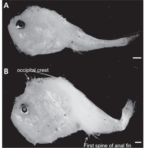 Juveniles of two Collichthys species (A: C. niveatus; 12.9 mm SL, B: C. lucidus;13.4 mm SL). Scale bars = 1.0 mm.