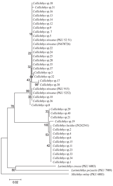Neighbor joining tree based on partial mtDNA COI sequences, showing the relationship among juveniles of two Collichthys species collected from Gang-wha-do and five Sciaenidae species. The tree was constructed using the Kimura-2-parameter model (Kimura, 1980) and 1,000 bootstrap replications. The bar indicates a genetic distance of 0.02.