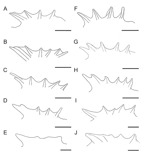 Occipital crests of juveniles of two Collichthys species with growth. A-E: C. niveatus (A: 14.9 mm, B: 16.4 mm, C: 18.8 mm, D: 23.3 mm, E: 41.0 mm SL), F-J: C. lucidus (F: 13.4 mm, G: 15.9 mm, H: 18.6 mm, I: 30.7 mm, J: 40.3 mm). Scale bars = 0.5 mm.